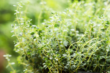 Thyme branch green leaves on nature background.