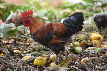 Colorful Cock 