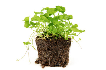 Gotu kola or centella asiatica trees isolated on white background.
