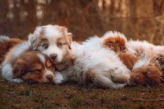 Australian Shepherd Welpen