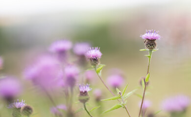 Knapweed