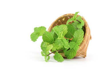 Kitchen mint, marsh mint or melissa officinalis trees isolated on white background.