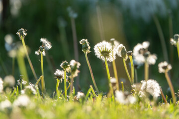 White fluffy dandelions, natural green blurred spring background, selective focus.