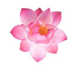 pink royal lotus flower on white background(top view)
