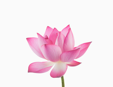 royal lotus flower isolated on white background