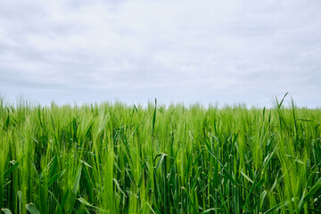 Fototapeta na wymiar A crop field.