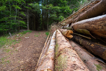 Schwarzwald bei Biederbach