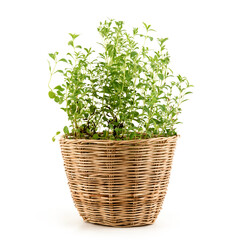 Naklejka premium Stevia trees isolated on white background.