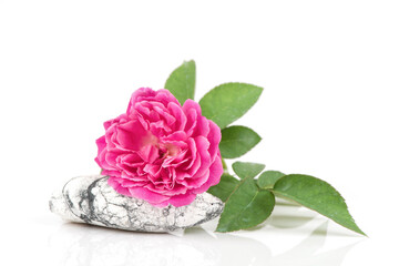 Damask rose on the rock isolated on white background.