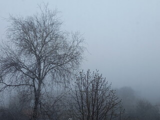 Morning fog after rain 