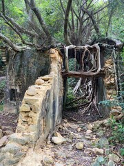 Ruins in the middle of jungle