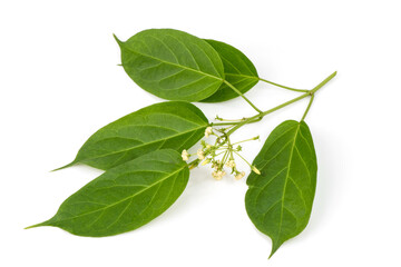 Gymnema inodorum green leaves and flowers isolated on white background.