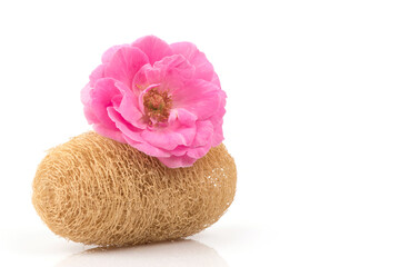 Damask rose flower isolated on white background.