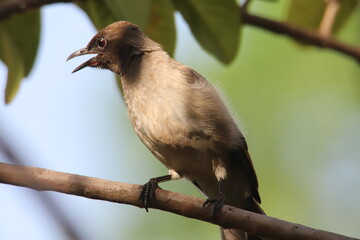 bird on a branch