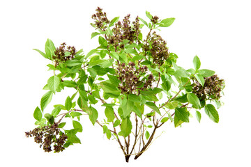 Sweet basil, thai basil or ocimum basilicum branch green leaves isolated on white background.