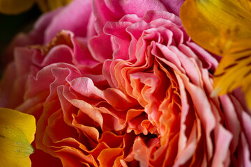 Red flower in bloom with many curled petals