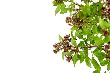 Sweet basil, thai basil or ocimum basilicum branch green leaves isolated on white background.