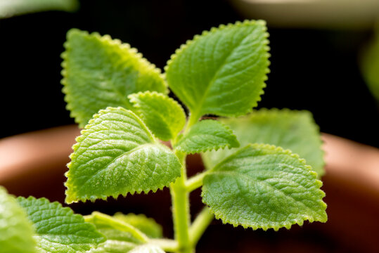 Indian borage, oregano or plectranthus amboinicus branch green leaves on nature background.