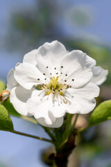 Fototapeta na wymiar macro photo of blooming pear blossoms on a nice sunny day