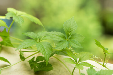 Gynostemma pentaphyllum or jiaoguland branch green leaves on nature background.