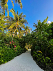Fototapeta na wymiar Scenic footpath through lush tropical vegetation and green palm tree forest on an exotic Maldives island on a sunny bright day.