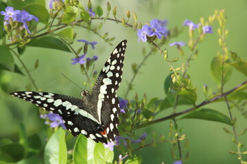 butterfly on a flower