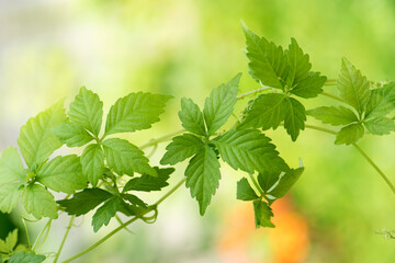 Gynostemma pentaphyllum or jiaoguland branch green leaves on nature background.