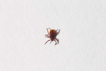 A tick crawls on a white sheet of paper. A closeup of a tick. A photo with a shallow depth of field.