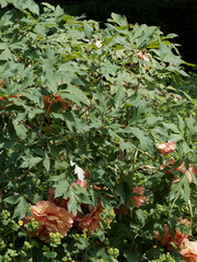 Pivoine arbustive à grosses fleurs doubles orange abricot teintées pétales ondulés et...