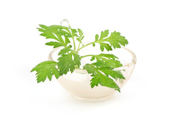 Mugwort or artemisia annua branch green leaves isolated on white background.