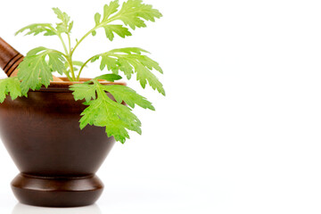 Mugwort or artemisia annua branch green leaves isolated on white background.