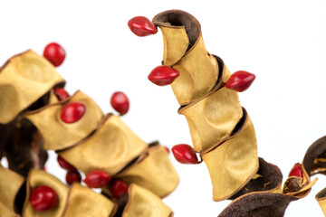 Red sandalwood tree, sandalwood tree, bead tree, coralwood tree or adenanthera pavonina fruits isolated on white background.
