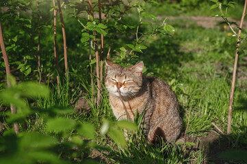 Naklejka na ściany i meble Beautiful light brown cat sits in the garden and sniffs the plant. Sunny day.