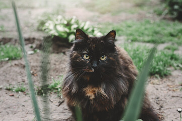 Portrait of a black-brown fluffy female cat. The cat sits in the garden and looks at the camera.