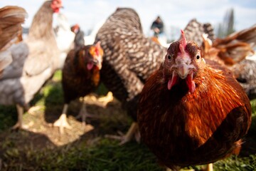 chickens on a farm