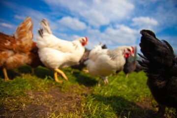 chickens on a farm