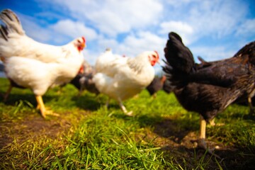 chickens on a farm