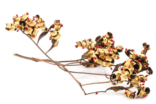 Red sandalwood tree, sandalwood tree, bead tree, coralwood tree or adenanthera pavonina fruits isolated on white background.