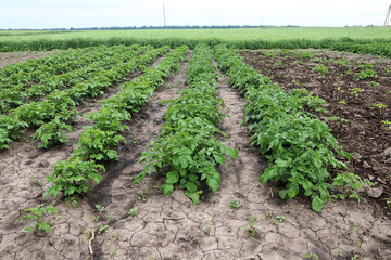 Fototapeta na wymiar Potato growing. Potato beds after the strong rain. 