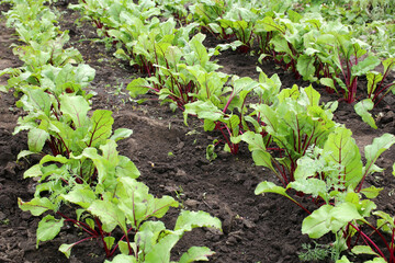 Beet root leaf. Fresh green beet leaves or beet root vegetables. A row of green young beet leaves growing in an organic farm. Beet foliage field.