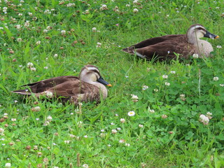 草むらの鴨