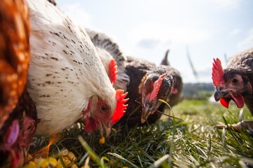 chickens on a farm