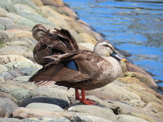 カルガモの昼休み