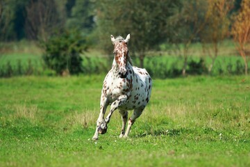 Fototapeta premium Knabstrupper