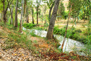 River passing along leafy forest in Chelva