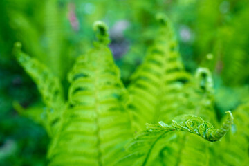bright green young shoots of ferns in shallow DOF