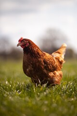 portrait style image of chickens on a farm