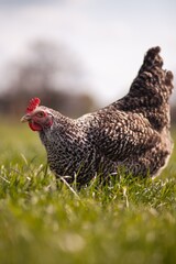 portrait style image of chickens on a farm