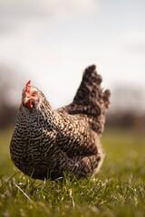 portrait style image of chickens on a farm
