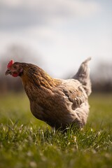 portrait style image of chickens on a farm